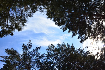 heaven through the tops of trees