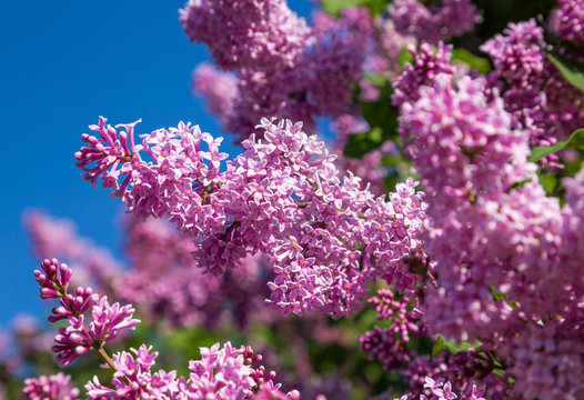 Blooming lilac. Lush clusters of purple lilac bushes on the background of a clear blue sky.