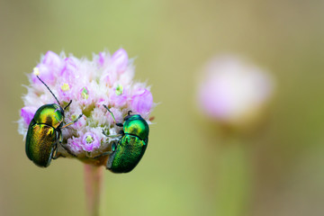 Two bright, colorful beetles on a pink flower in a meadow