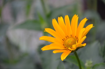 yellow flower