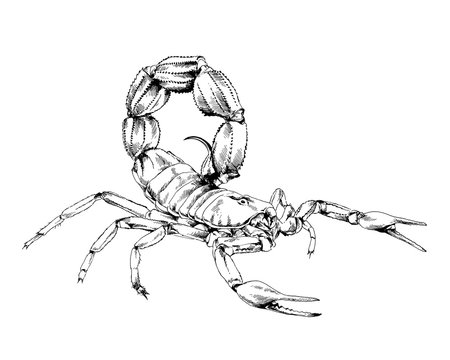 Scorpion is drawn with ink on white background tattoo