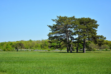 Fototapeta na wymiar Pines in the spring park. Falz-Fein Biosphere Reserve “Askania Nova”, Ukraine.