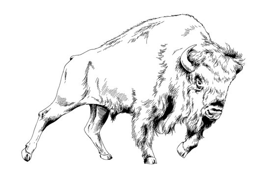 How to Draw a Buffalo Drawing Easy Outline  Step by Step Animal Sketch  Tutorial for Beginners  YouTube