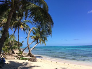 Obraz premium Palm trees on Little Corn Island, Nicaragua