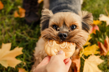 Yorkshire Terrier.Dog is symbol of New 2018 year, according to Chinese calendar, Year Of Yellow Earth Dog. Pet, dog, loyal friend of man. Walking in autumn park.
