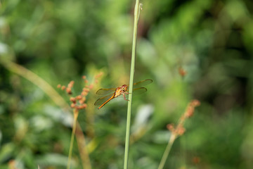 Dragonfly closeup perched on flora