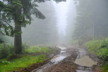 Forest in the fog in Dragobrat (Urkaine).