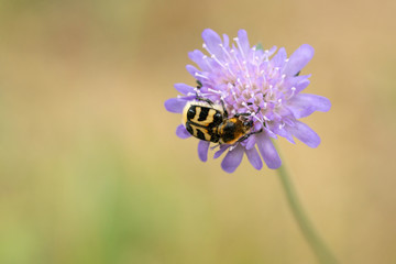 Bug on purple flower