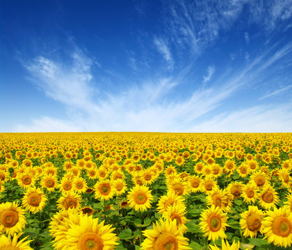 sunflowers field on sky