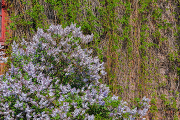A weathered red brick ivy-covered wall.