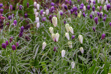 Obraz na płótnie Canvas Colorful flowers flowering of Snake's Head Fritillary (Fritillaria meleagris) in a flowerbed.