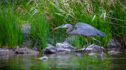 Blue Heron at Smith Rock State Park 