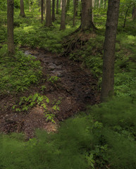 Small creek near Bradlecka Lhota village