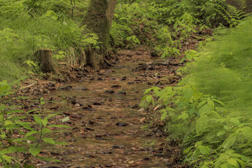 Small creek near Bradlecka Lhota village