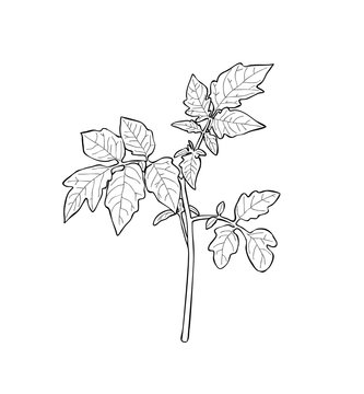 Vector illustration, isolated young tomato sprout with leaves in black and white colors, outline hand painted drawing