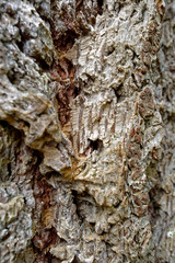 Bark of Pseudotsuga menziesii, commonly known as Douglas-fir