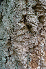 Bark of Pseudotsuga menziesii, commonly known as Douglas-fir