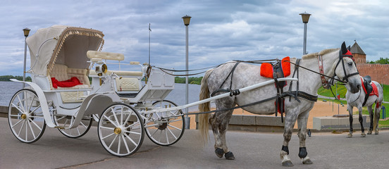 Walking carriage with gray horse to be ridden by tourists.