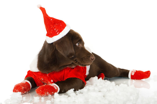 Labradorwelpe mit Weihnachtskostüm