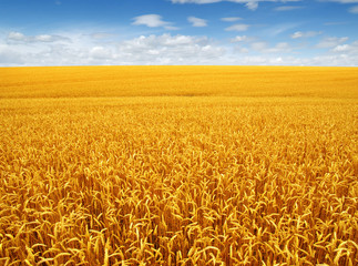 wheat field and clouds