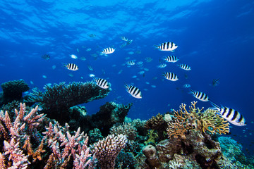 Scissortail sergent fish (Abudefduf sexfasciatus) swimming in a school over the coral reef with blue water background. Small light color fish with black stripes.
