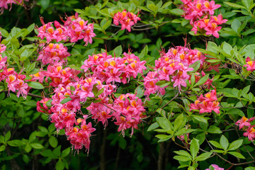 Bright pink and yellow flowers of blooming azalea on the bush.