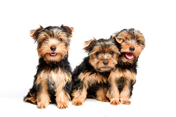 Cute three puppy yorkshire terrier