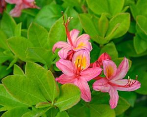 Bright pink and yellow flowers of blooming azalea on the bush.