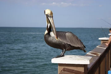 Cercles muraux Clearwater Beach, Floride Pelican in Clearwater Beach