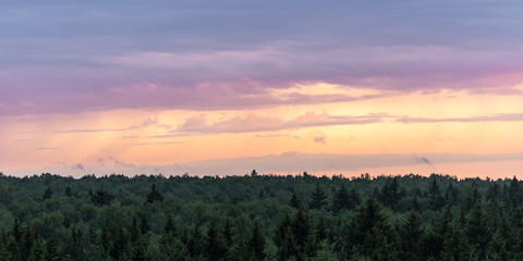 Colorful magenta sunset sky with clouds on horizon over the coniferous green forest