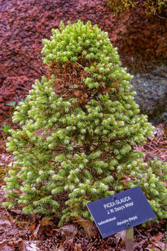 Horticultural label giving the scientific name of a plant in the arboretum in Southern Finland.