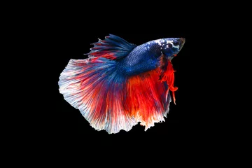Selbstklebende Fototapeten The moving moment beautiful of siamese betta fish in thailand on black background.  © Soonthorn