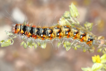 macro / closeup yellow brown Caterpillar on red background