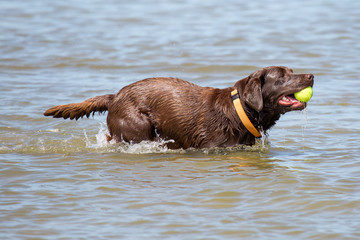 Hund spielt mit Ball im Meer