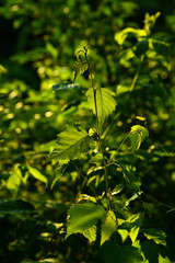 gr&uuml;ne Bl&auml;tter und Pflanzen im Abendlicht