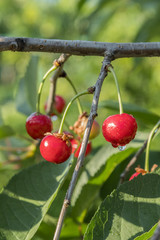 Cherries hanging on a cherry tree branch.