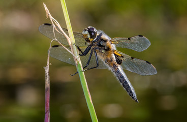 Four spotted chaser