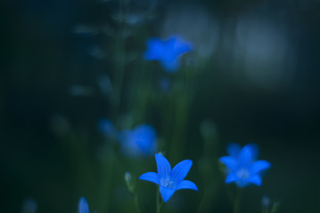 Fototapeta na wymiar Twilight blurred gentle evening floral background with blue bellflowers
