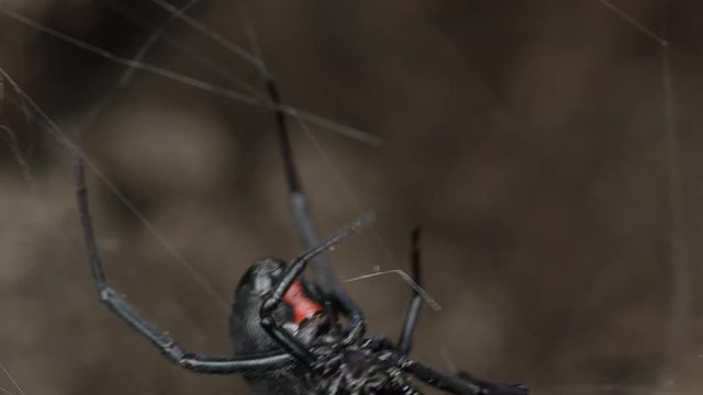 macro view of a Black Widow Spider walking on web.