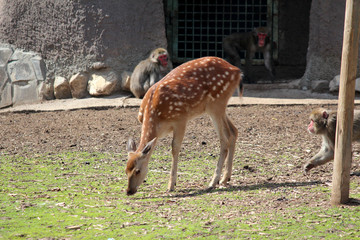 Олень и обезьяны
