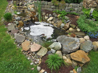 A man made Koi fish pond with a stream and waterfall with foam floating on the top of the water 