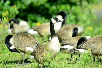 Wildgänse an Flussufer