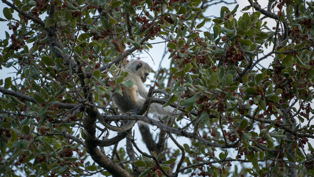 S&uuml;dliche Gr&uuml;nmeerkatze sitzt in einem Baum in Afrika