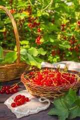 Fototapeta na wymiar Fresh juicy red currant berries in a wicker basket on a wooden table in the garden on a summer sunny afternoon with a copy space