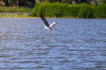 Grey Heron Ardea cinerea in flight, Vinnitsa region, Ukraine.
