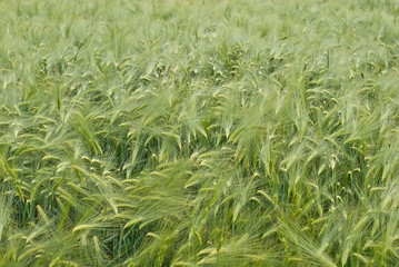 the texture of green wheat in the summer