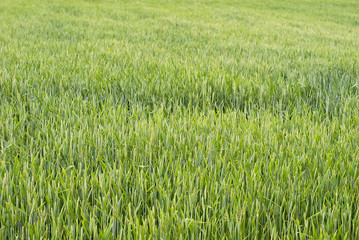 the texture of green wheat in the summer