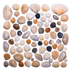 Creative layout of different sea shells on a white background. View from above.