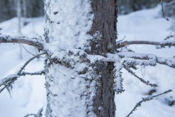 Tree trunk covered by snow