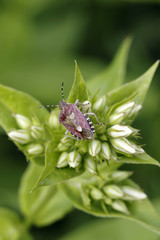 Purpur-Fruchtwanze auf weißem Phlox